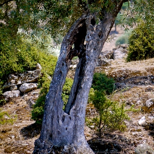 Vieil olivier percédans un décor de montagne - Sicile  - collection de photos clin d'oeil, catégorie plantes